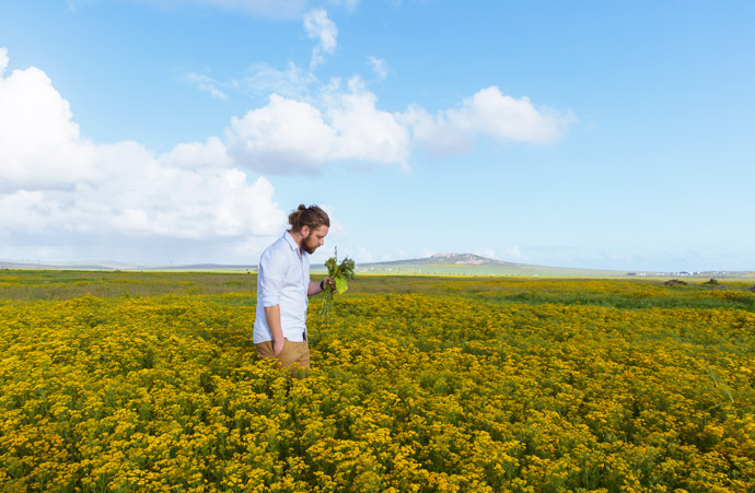 Kobus scours a field of stinkkruid in search of edible treasures – veldkool, soutslaai, surings and samphire. Kasteelberg looms in the distance. 