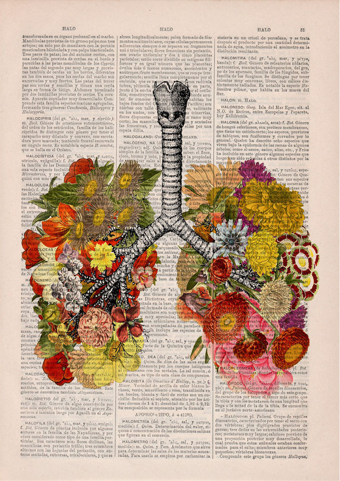 anatomy-illustrations-old-book-pages-prrint-3