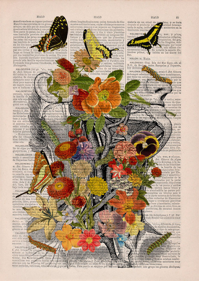 anatomy-illustrations-old-book-pages-prrint-6