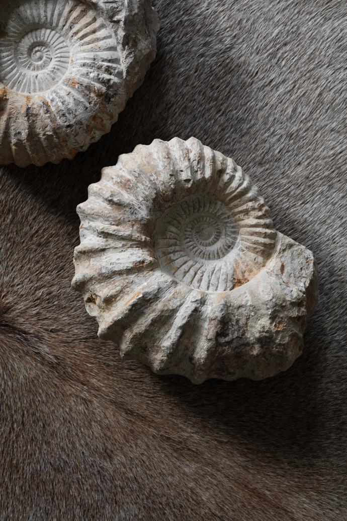 amonite-fossil-r1-795