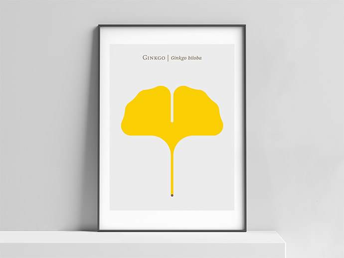 ginkgo copy