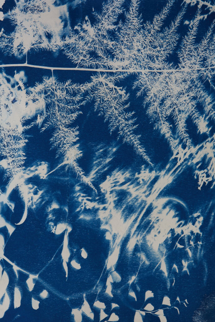20200618Cyanotype_008