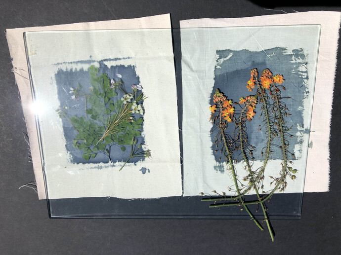 Inge Prins_Cyanotype