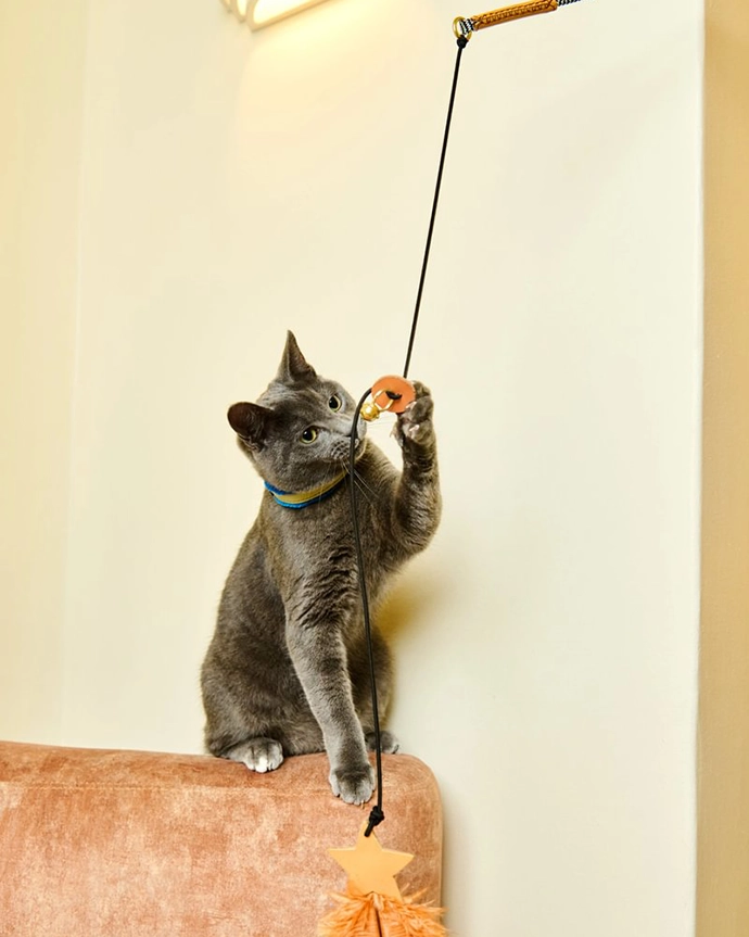 Chommies-Mother-City-Cat-Collection-11