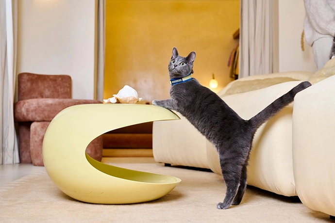 Chommies-Mother-City-Cat-Collection-14