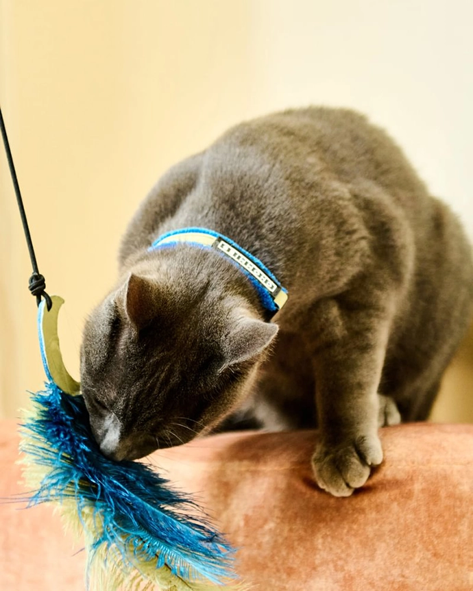 Chommies-Mother-City-Cat-Collection-15