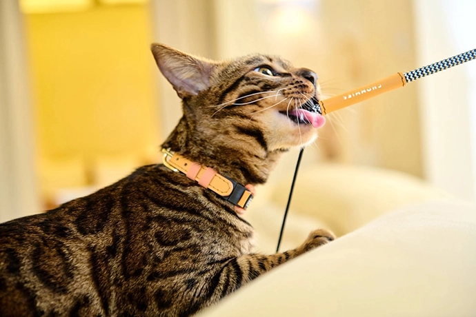 Chommies-Mother-City-Cat-Collection-2