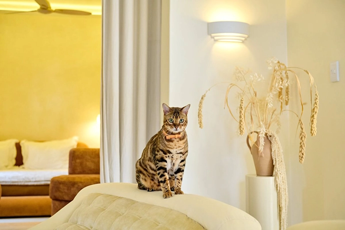 Chommies-Mother-City-Cat-Collection-3