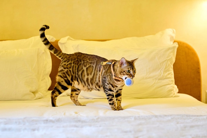 Chommies-Mother-City-Cat-Collection-4