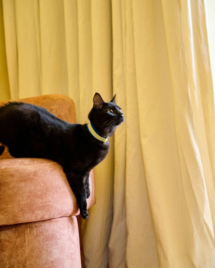 Chommies-Mother-City-Cat-Collection-7