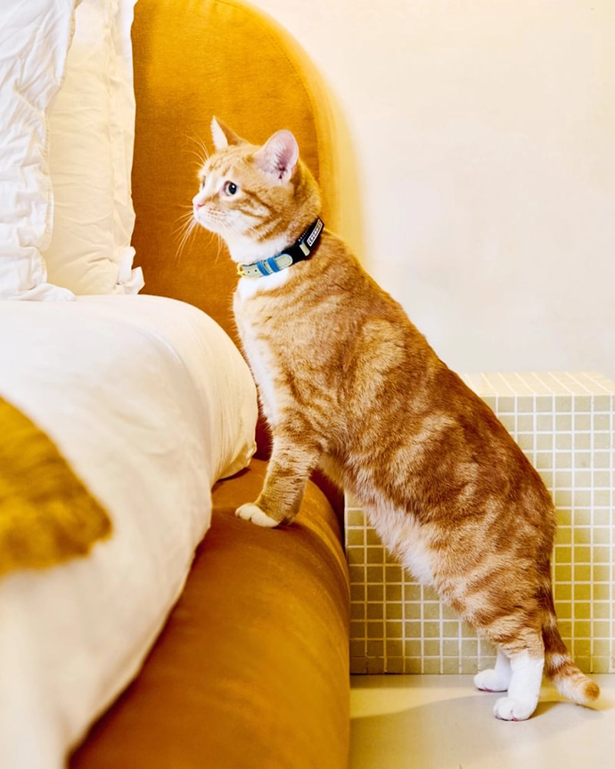 Chommies-Mother-City-Cat-Collection-8