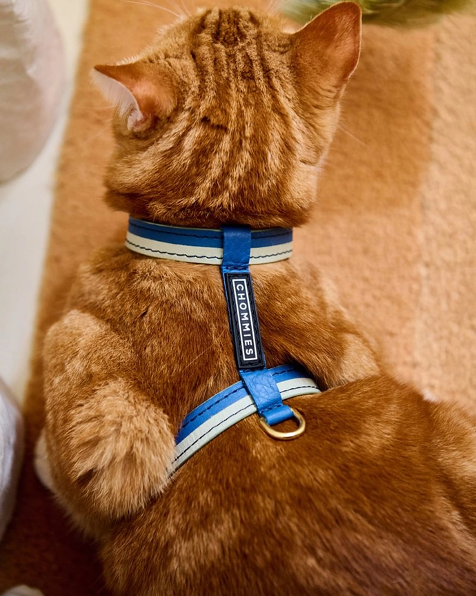 Chommies-Mother-City-Cat-Collection-9