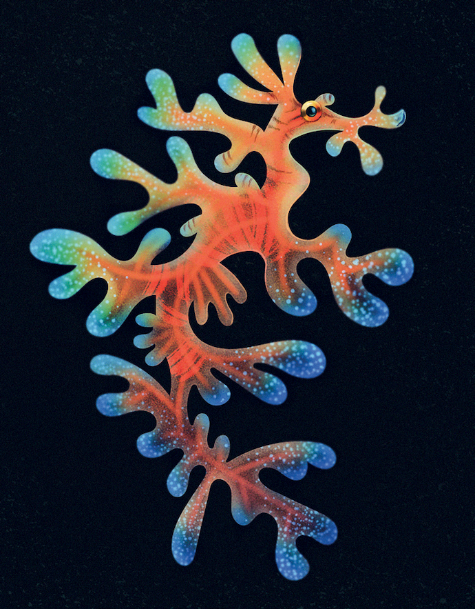 Marlize Eckard’s Seadragon.