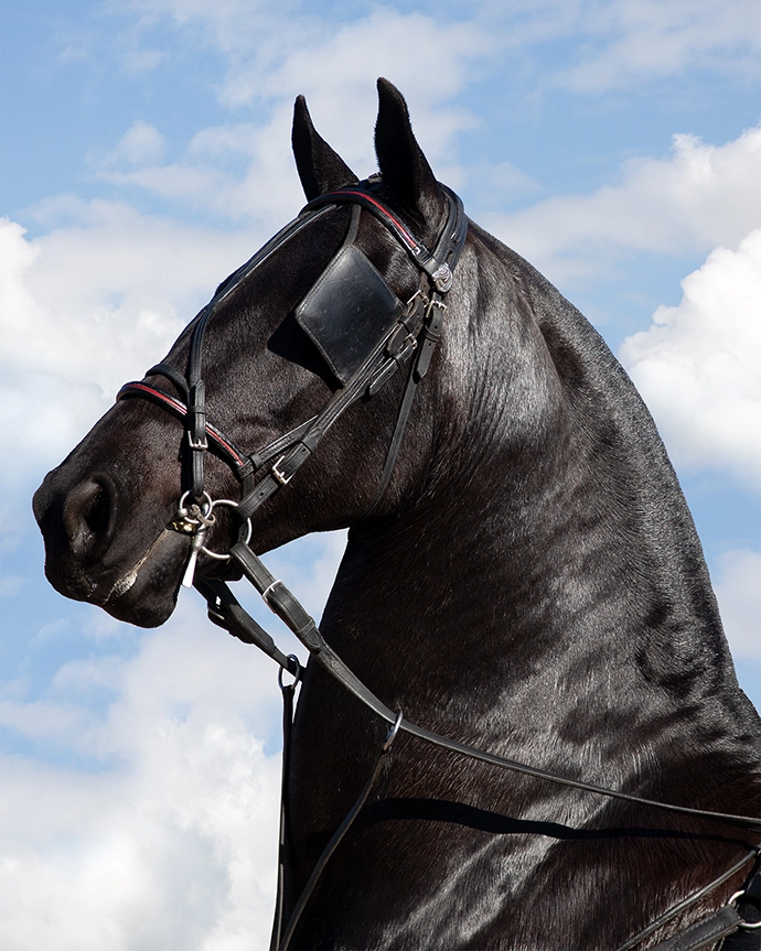 Vlaamperd. Agricultural Show, Swellendam. 2023. Archival Ink on Cotton Rag. 59.5 x 48.5 cm.