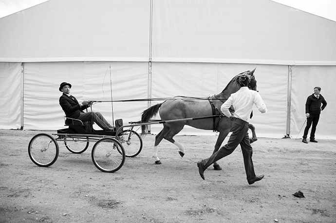 Brandon Schuller and Jermaine Sedoney with NFM The Terminator, owned by Nazeem Moerat, Moerat Stud. Swartland Show, Moorreesburg. 2024. Archival Ink on Cotton Rag. 59.5 x 86 cm.