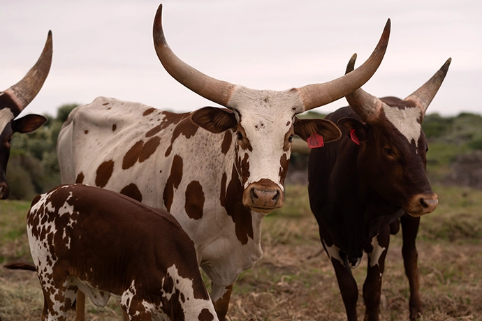 Ankole cows call this place home.
