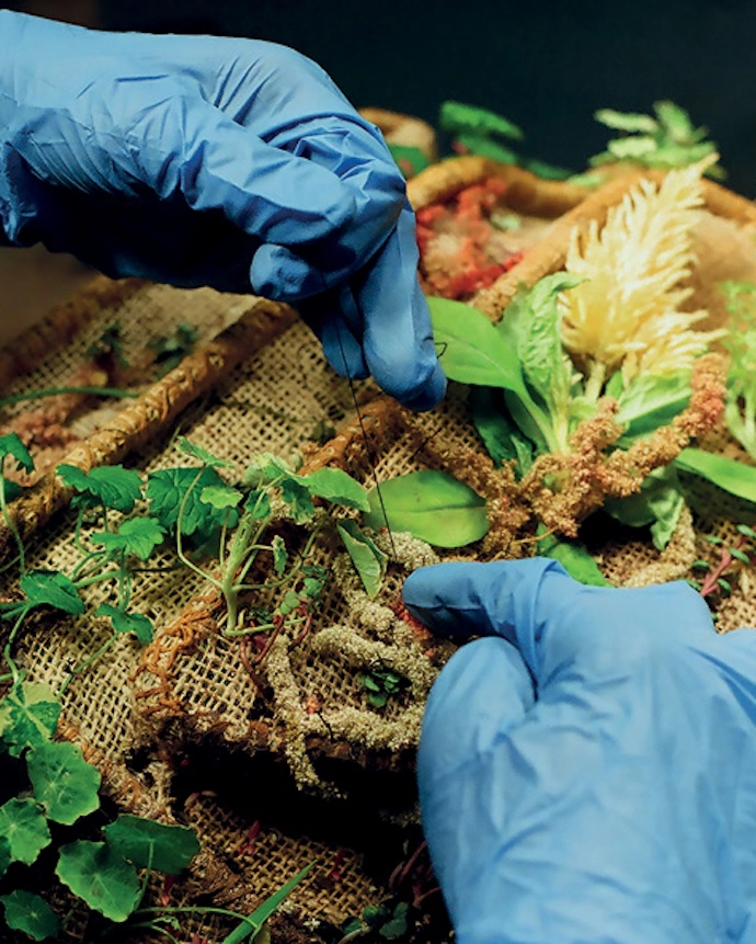 The plants grow on jute.