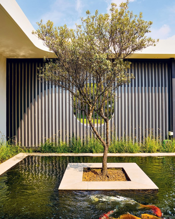 A lonely olive tree on a square island surrounded by koi.